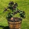 Fast Growing Trees Bonfire Patio Peach Tree 1 Fast Growing Trees Bonfire Patio Peach Tree