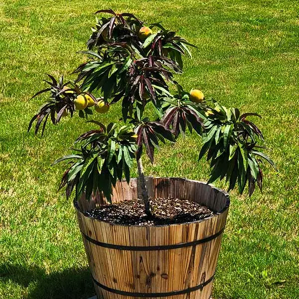 Fast Growing Trees Bonfire Patio Peach Tree 3 Fast Growing Trees Bonfire Patio Peach Tree