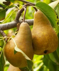 Fast Growing Trees Pear Trees Bosc Pear Tree