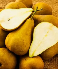 Fast Growing Trees Bosc Pear Pear Trees