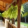 Fast Growing Trees Boston Fern See All House & Patio