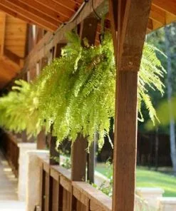 Fast Growing Trees Boston Fern See All House & Patio