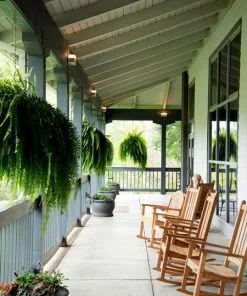 Fast Growing Trees Boston Fern See All House & Patio 9 Fast Growing Trees Boston Fern See All House & Patio