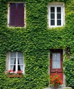 Fast Growing Trees Boston Ivy Vine