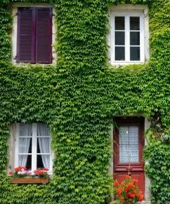 Fast Growing Trees Boston Ivy Vine