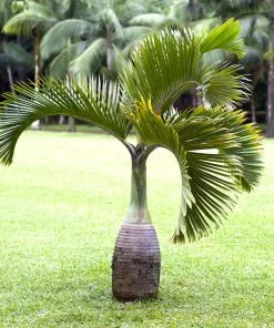 Fast Growing Trees Palm Trees Bottle Palm Tree 6 Fast Growing Trees Palm Trees Bottle Palm Tree