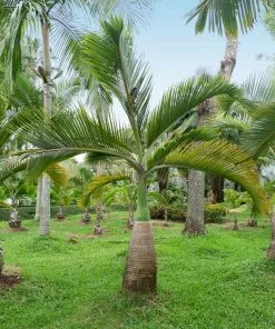 Fast Growing Trees Palm Trees Bottle Palm Tree 7 Fast Growing Trees Palm Trees Bottle Palm Tree