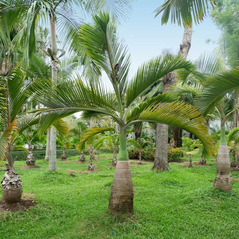 Fast Growing Trees Palm Trees Bottle Palm Tree 5 Fast Growing Trees Palm Trees Bottle Palm Tree