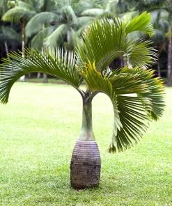 Fast Growing Trees Palm Trees Bottle Palm Tree