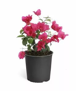 Fast Growing Trees Barbara Karst Bougainvillea 21 Fast Growing Trees Barbara Karst Bougainvillea