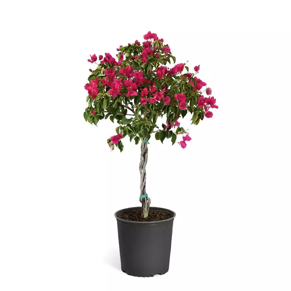 Fast Growing Trees Barbara Karst Bougainvillea 13 Fast Growing Trees Barbara Karst Bougainvillea
