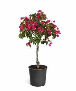 Fast Growing Trees Our Newest Arrivals Barbara Karst Bougainvillea