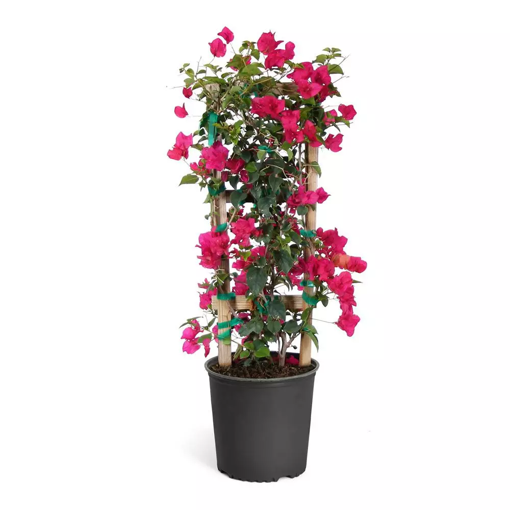 Fast Growing Trees Barbara Karst Bougainvillea 12 Fast Growing Trees Barbara Karst Bougainvillea