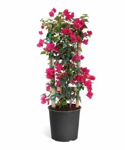 Fast Growing Trees Our Newest Arrivals Barbara Karst Bougainvillea