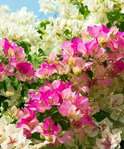 Fast Growing Trees Bi-Color Bougainvillea Tree See All Shrubs & Hedges 7 Fast Growing Trees Bi-Color Bougainvillea Tree See All Shrubs & Hedges