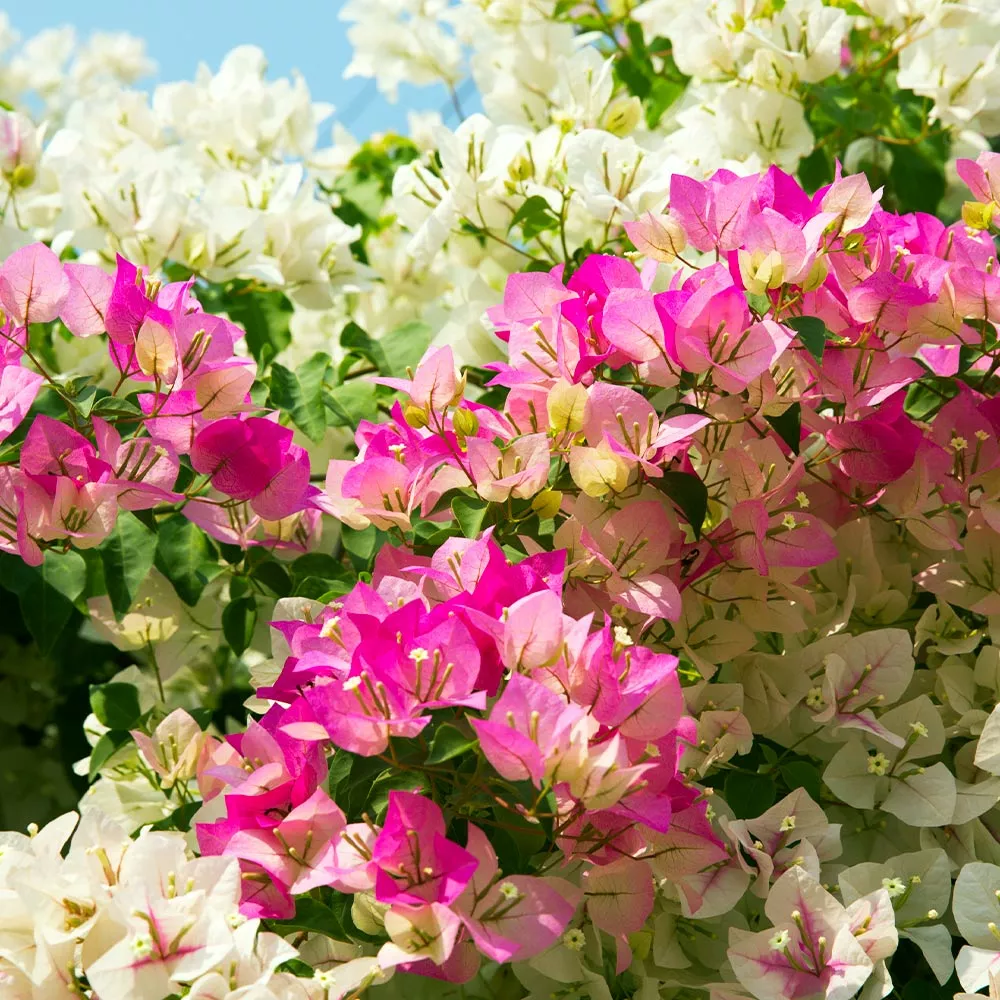 Fast Growing Trees Bi-Color Bougainvillea Tree See All Shrubs & Hedges 5 Fast Growing Trees Bi-Color Bougainvillea Tree See All Shrubs & Hedges