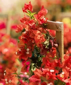 Fast Growing Trees See All Shrubs & Hedges Sundown Orange Bougainvillea 13 Fast Growing Trees See All Shrubs & Hedges Sundown Orange Bougainvillea