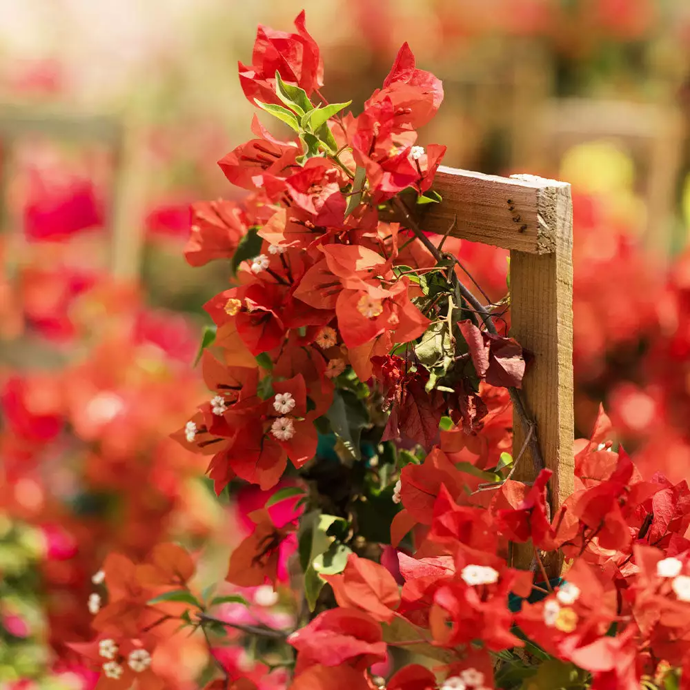 Fast Growing Trees See All Shrubs & Hedges Sundown Orange Bougainvillea 6 Fast Growing Trees See All Shrubs & Hedges Sundown Orange Bougainvillea