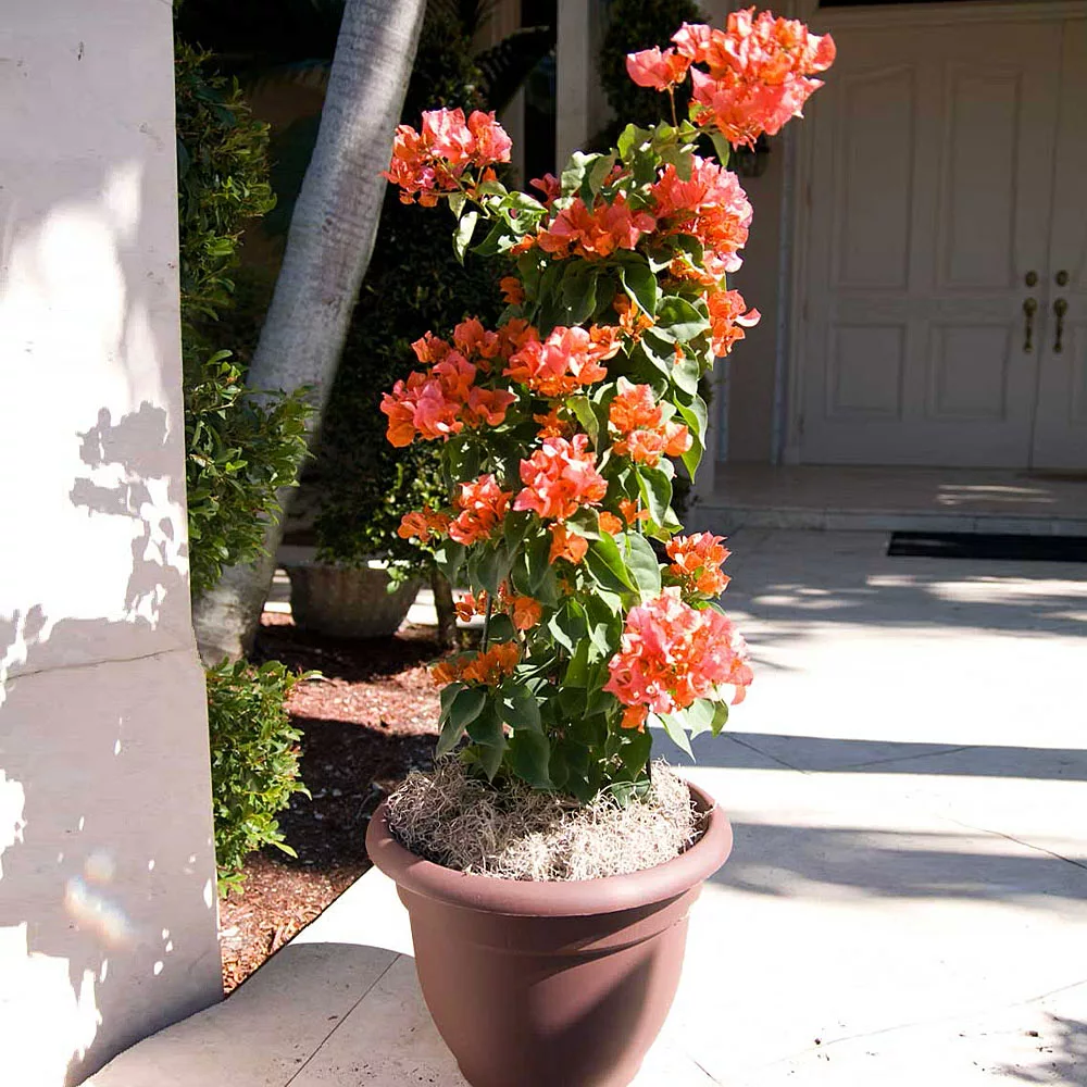 Fast Growing Trees See All Shrubs & Hedges Sundown Orange Bougainvillea 5 Fast Growing Trees See All Shrubs & Hedges Sundown Orange Bougainvillea