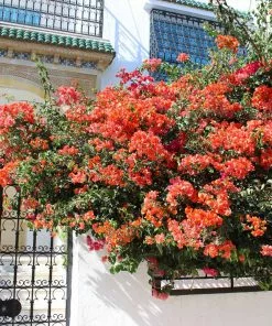 Fast Growing Trees See All Shrubs & Hedges Sundown Orange Bougainvillea