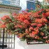 Fast Growing Trees See All Shrubs & Hedges Sundown Orange Bougainvillea