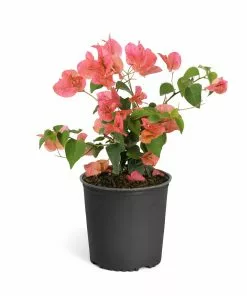 Fast Growing Trees See All Shrubs & Hedges Sundown Orange Bougainvillea 17 Fast Growing Trees See All Shrubs & Hedges Sundown Orange Bougainvillea