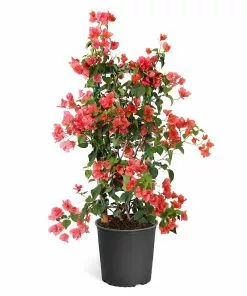 Fast Growing Trees See All Shrubs & Hedges Sundown Orange Bougainvillea 14 Fast Growing Trees See All Shrubs & Hedges Sundown Orange Bougainvillea
