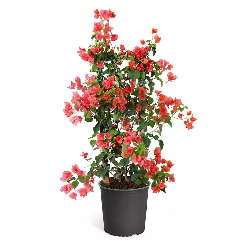 Fast Growing Trees See All Shrubs & Hedges Sundown Orange Bougainvillea 7 Fast Growing Trees See All Shrubs & Hedges Sundown Orange Bougainvillea