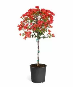 Fast Growing Trees See All Shrubs & Hedges Sundown Orange Bougainvillea 16 Fast Growing Trees See All Shrubs & Hedges Sundown Orange Bougainvillea