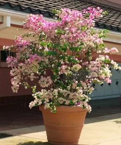 Fast Growing Trees Thai Delight Bougainvillea 10 Fast Growing Trees Thai Delight Bougainvillea