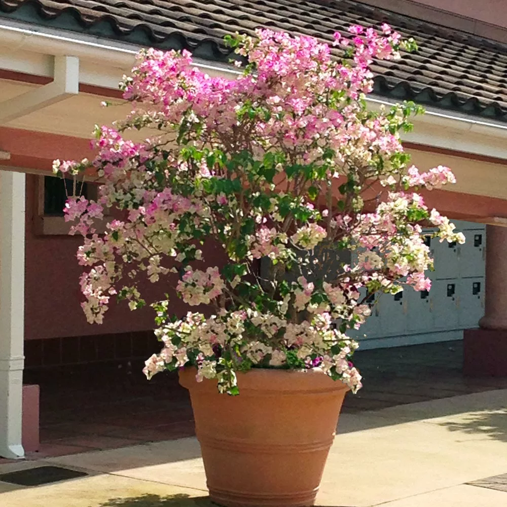 Fast Growing Trees Thai Delight Bougainvillea 5 Fast Growing Trees Thai Delight Bougainvillea