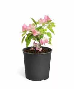 Fast Growing Trees Thai Delight Bougainvillea 13 Fast Growing Trees Thai Delight Bougainvillea