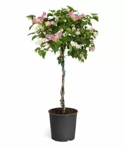 Fast Growing Trees Thai Delight Bougainvillea 12 Fast Growing Trees Thai Delight Bougainvillea