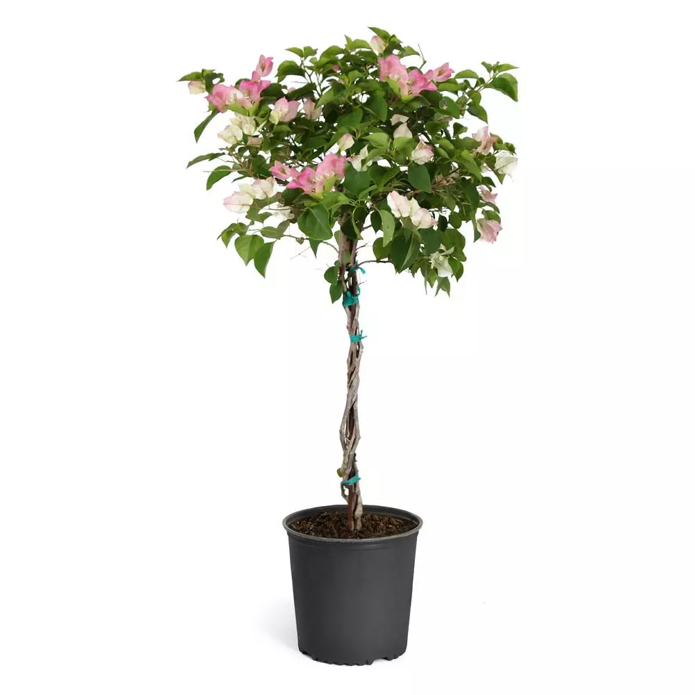 Fast Growing Trees Thai Delight Bougainvillea 7 Fast Growing Trees Thai Delight Bougainvillea