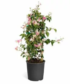 Fast Growing Trees Thai Delight Bougainvillea 11 Fast Growing Trees Thai Delight Bougainvillea