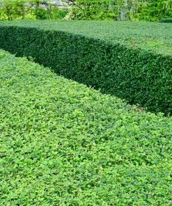 Fast Growing Trees Titan Boxwood Shrub Boxwood Shrubs 13 Fast Growing Trees Titan Boxwood Shrub Boxwood Shrubs