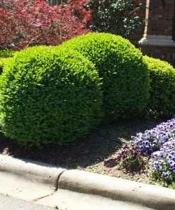 Fast Growing Trees Titan Boxwood Shrub Boxwood Shrubs 12 Fast Growing Trees Titan Boxwood Shrub Boxwood Shrubs
