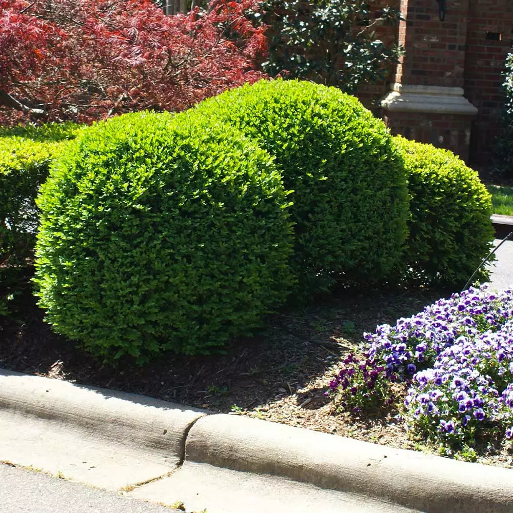 Fast Growing Trees Titan Boxwood Shrub Boxwood Shrubs 7 Fast Growing Trees Titan Boxwood Shrub Boxwood Shrubs
