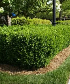 Fast Growing Trees Titan Boxwood Shrub Boxwood Shrubs 11 Fast Growing Trees Titan Boxwood Shrub Boxwood Shrubs