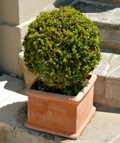 Fast Growing Trees Titan Boxwood Shrub Boxwood Shrubs 10 Fast Growing Trees Titan Boxwood Shrub Boxwood Shrubs