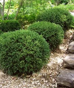 Fast Growing Trees Boxwood Shrubs Wintergreen Boxwood Shrub 11 Fast Growing Trees Boxwood Shrubs Wintergreen Boxwood Shrub