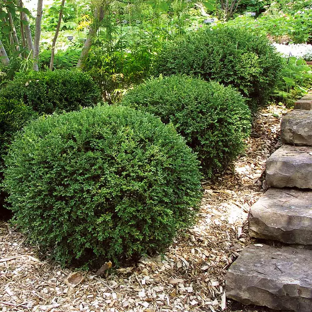 Fast Growing Trees Boxwood Shrubs Wintergreen Boxwood Shrub 7 Fast Growing Trees Boxwood Shrubs Wintergreen Boxwood Shrub