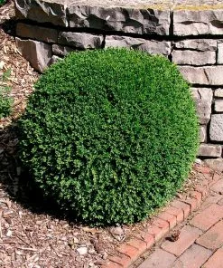 Fast Growing Trees Boxwood Shrubs Wintergreen Boxwood Shrub 10 Fast Growing Trees Boxwood Shrubs Wintergreen Boxwood Shrub