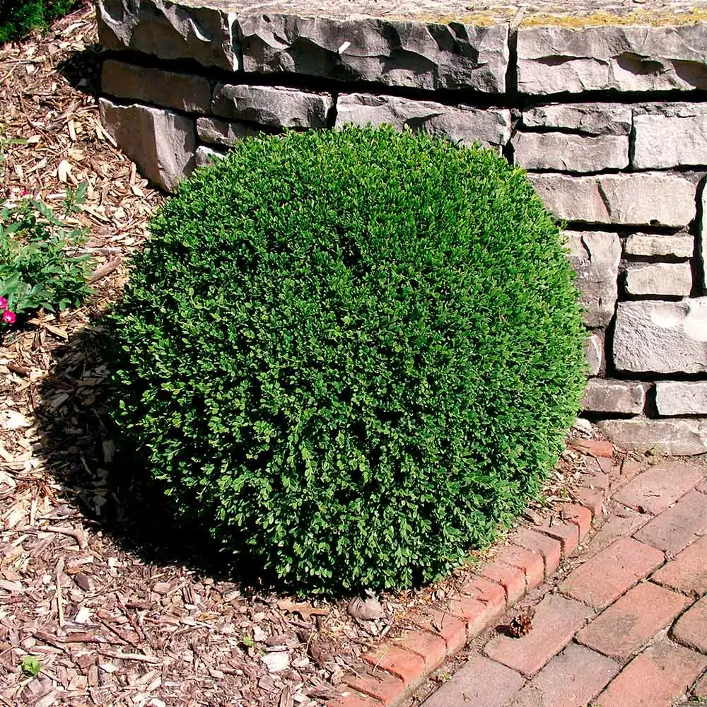 Fast Growing Trees Boxwood Shrubs Wintergreen Boxwood Shrub 6 Fast Growing Trees Boxwood Shrubs Wintergreen Boxwood Shrub