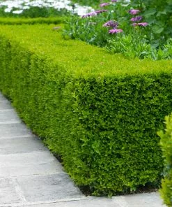 Fast Growing Trees Boxwood Shrubs Wintergreen Boxwood Shrub