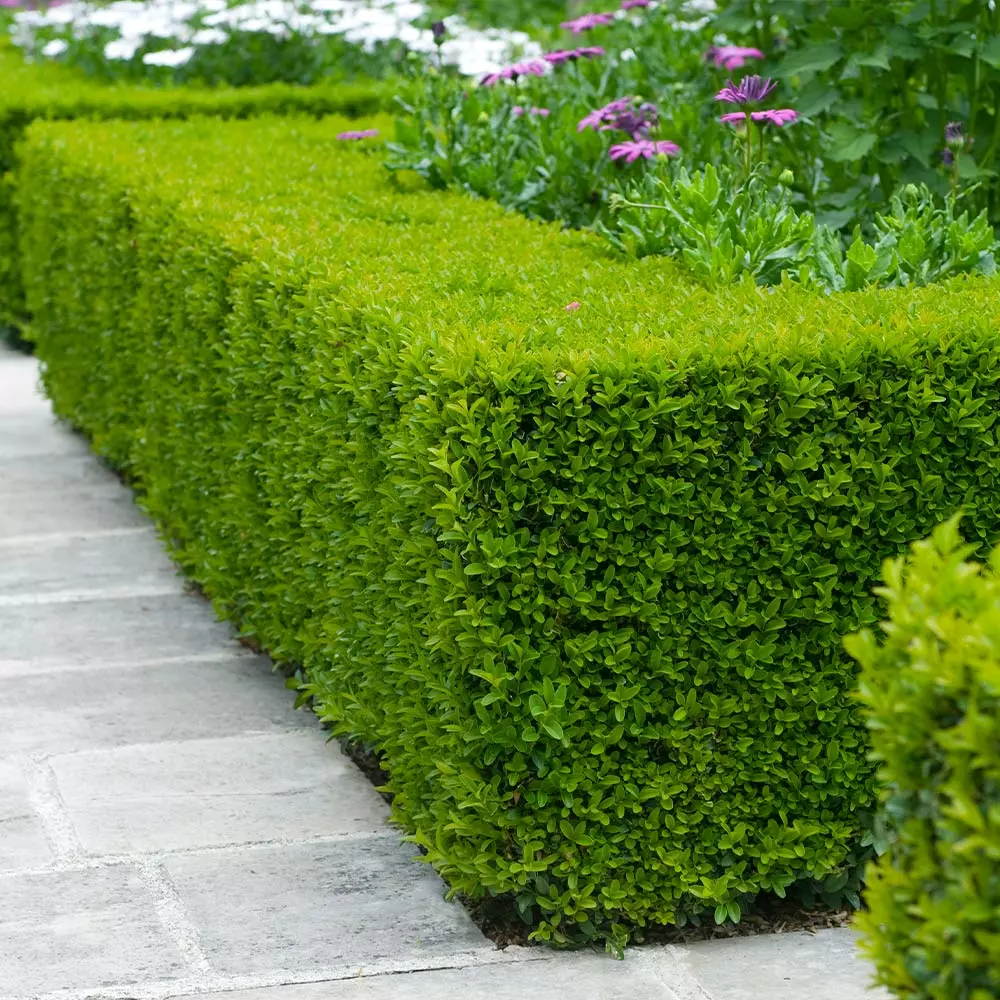 Fast Growing Trees Boxwood Shrubs Wintergreen Boxwood Shrub 4 Fast Growing Trees Boxwood Shrubs Wintergreen Boxwood Shrub