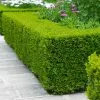 Fast Growing Trees Boxwood Shrubs Wintergreen Boxwood Shrub 1 Fast Growing Trees Boxwood Shrubs Wintergreen Boxwood Shrub