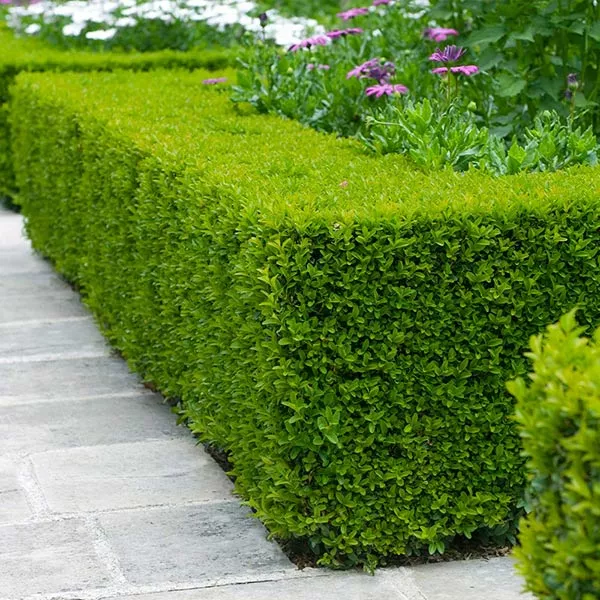 Fast Growing Trees Boxwood Shrubs Wintergreen Boxwood Shrub 3 Fast Growing Trees Boxwood Shrubs Wintergreen Boxwood Shrub