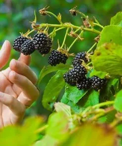 Fast Growing Trees Groundcover & Vines Boysenberry Bush - Thornless 9 Fast Growing Trees Groundcover & Vines Boysenberry Bush - Thornless