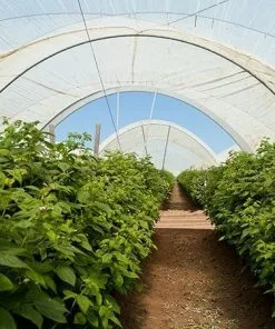 Fast Growing Trees Groundcover & Vines Boysenberry Bush - Thornless 10 Fast Growing Trees Groundcover & Vines Boysenberry Bush - Thornless